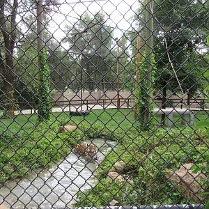 Amur Tiger Exhibit