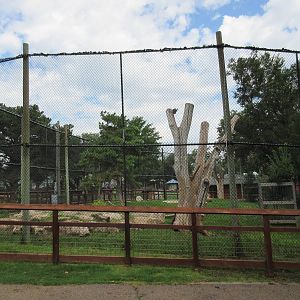 African Lion Exhibit