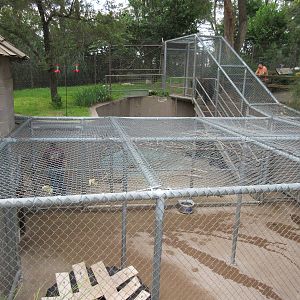 American Black Bear Exhibit - holding cage