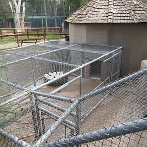 American Black Bear Exhibit - holding cage