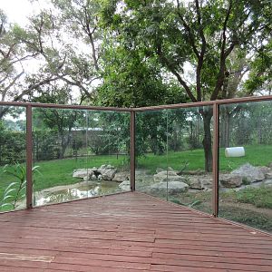 American Black Bear Exhibit
