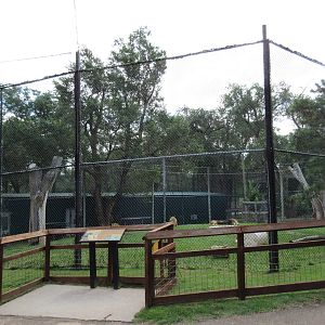 African Lion Exhibit