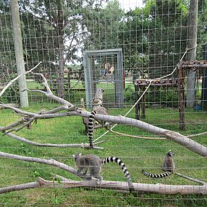 Ring-Tailed Lemur Exhibit