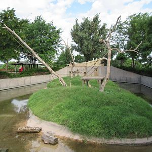 Black-Handed Spider Monkey Exhibit