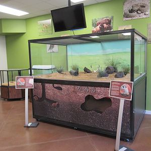 Education Building: Black-Footed Ferret Exhibit