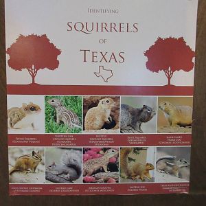 Squirrel Poster
