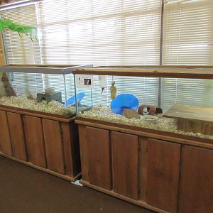 Rodent Exhibits