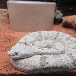 Rock Rattlesnake