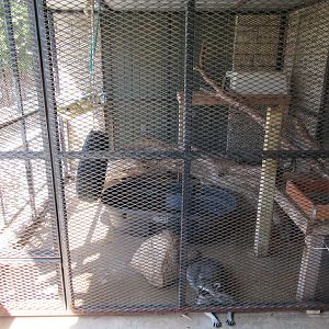 Raccoon Exhibit