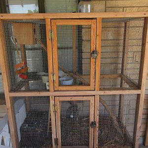 Grey Squirrel Exhibit (albino)