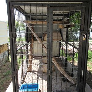 North American Porcupine Exhibit