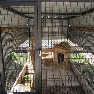 Eastern Cottontail Exhibit