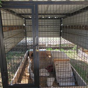 Western Spotted Skunk Exhibit