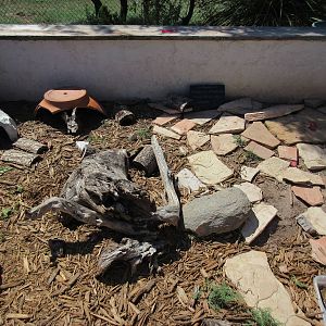 Turtle Exhibit (2 Species)