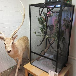Axis Deer + Veiled Chameleon Exhibit