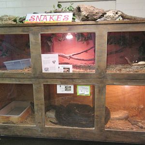 Red-Tailed Boa + Burmese Python Exhibits