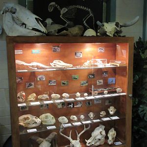 Skull Display