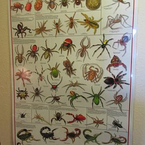 Arachnid Poster