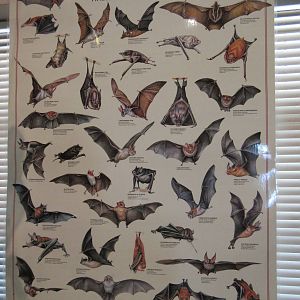 Bats Poster