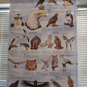 Avian Raptors Poster