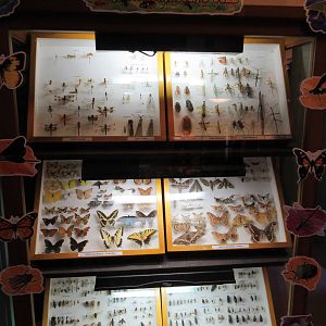 Insect Display