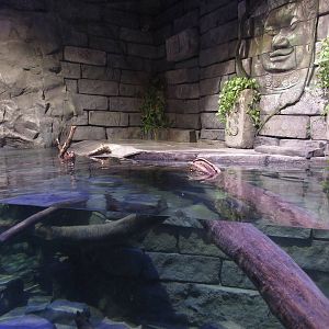 Cuvier's Dwarf Caiman Exhibit (New in 2015)