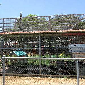 African Crested Porcupine Exhibit