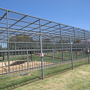 American Black Bear Exhibit