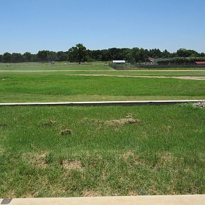 Future Binturong Exhibit