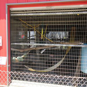 White-Faced Capuchin Exhibit