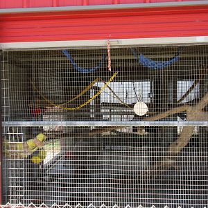 Red Ruffed Lemur Exhibit