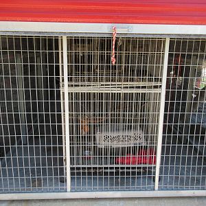 Bobcat Exhibit (rescued youngster)