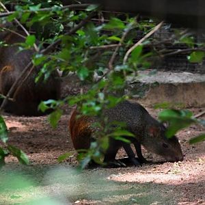 Agouti Exhibit