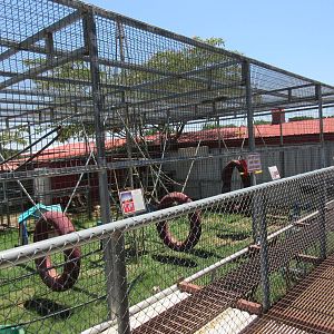 Ring-Tailed Lemur Exhibit