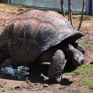 Aldabra Giant Tortoise
