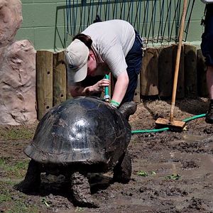 Aldabra Tortoise care