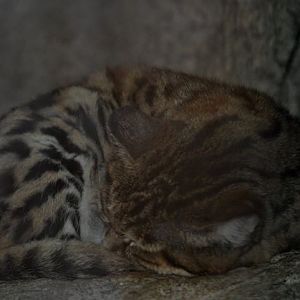 Black-footed Cat