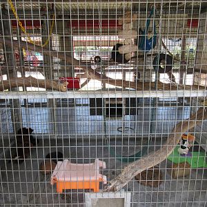 Red Ruffed Lemur Exhibit