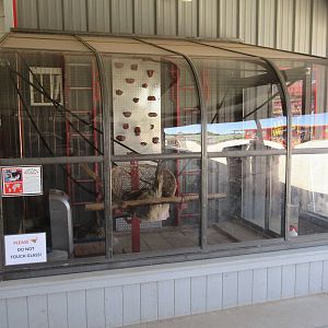 Two-Toed Sloth Exhibit
