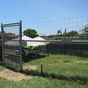 Joey Junction - baby marsupials