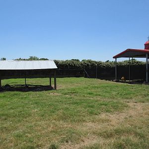 Mixed-Species Exhibit (5 Species)