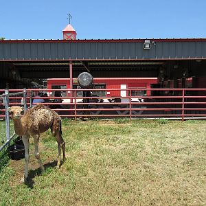 Baby Dromedary