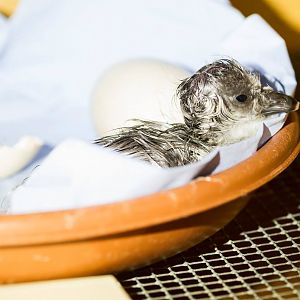 Light-bellied Brent Geese Goslings, July 2015