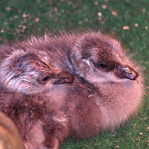 Light-bellied Brent Geese Goslings, July 2015