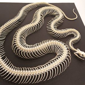 Kingsnake skeleton