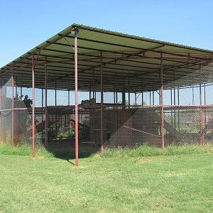 Amur Leopard Exhibit