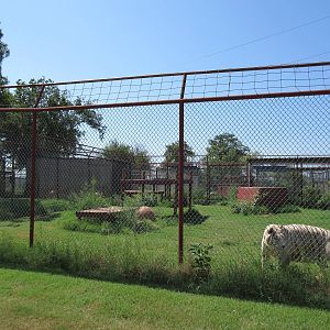 White Tiger Exhibit