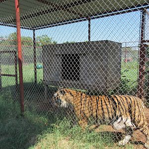 Tiger Exhibit - Holding Cage (cat has access to full yard)