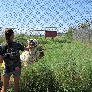 White Tiger Exhibit - Feeding Time!