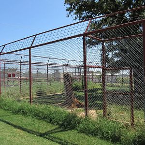 African Lion Exhibit
